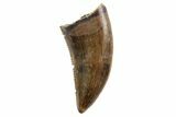 Serrated, Theropod (Raptor) Tooth - Montana #97413-1